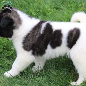 AKC  Bonnie, Akita Puppy